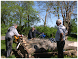 Hestebedg�rd - b�nke s�ttes op 30. april 2011