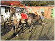 Hestebedg�rd - juleridning 1/12-2012