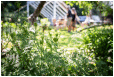 Hestebedgård - Orødagen 3/6-2018. Foto: Yann Houlberg Andersen
