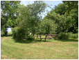 Hestebedg�rd - projekt skovhave juni 2016. Foto: Carsten Roug